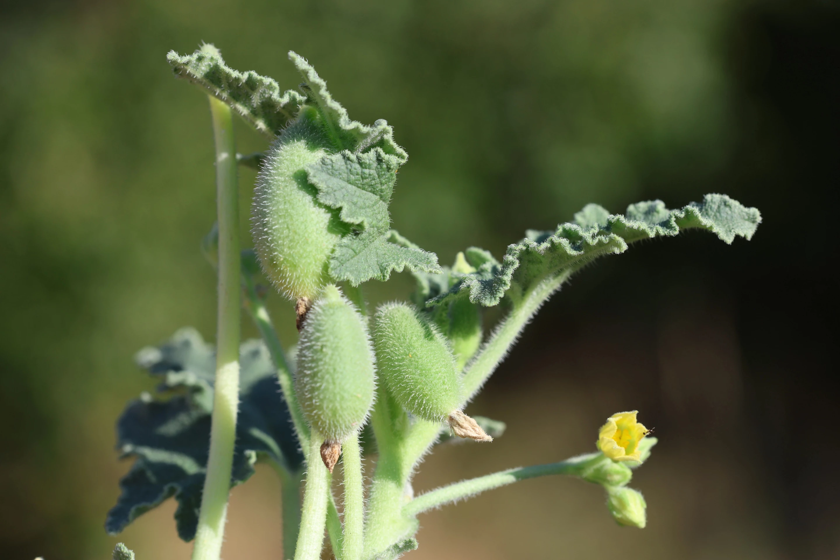 The position of the cucumbers before they become ripe and get ready to launch