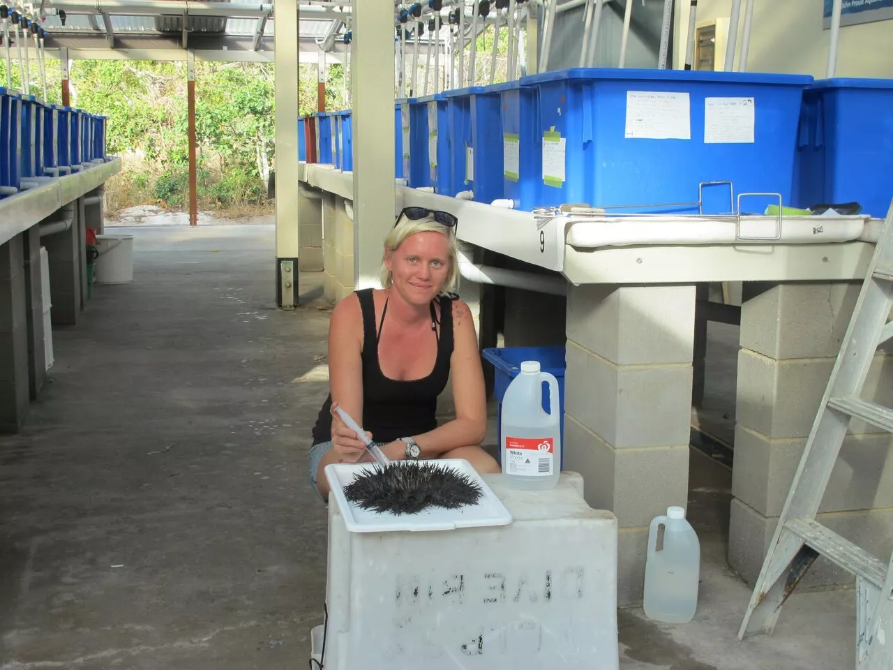A trial revealed 20 ml of vinegar has a 100 percent strike rate, with all starfish meeting their demise within 48 hours of being injected