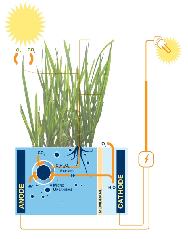 The Plant-Microbial Fuel Cell generates electricity from organic matter excreted from the roots of living plants