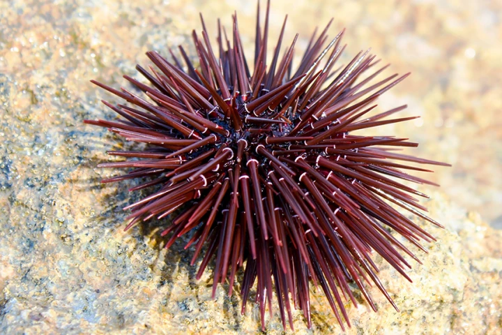 The sea urchin has revealed a way to ceaply and quickly convert CO2 into calcium carbonate (Photo: Shutterstock)