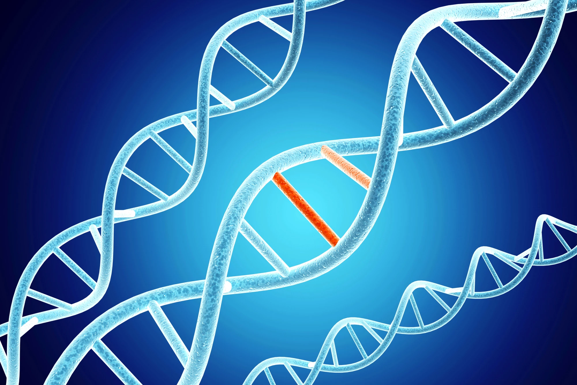 Researchers were looking for the effect of a particular "missense variant" in the genes