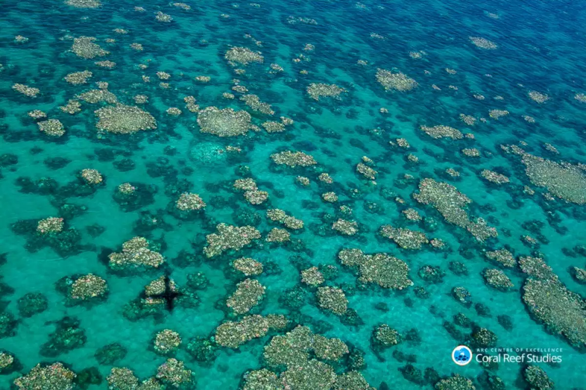 Scientists have confirmed that 29 percent of shallow water corals in the Great Barrier Reef died from bleaching in 2016