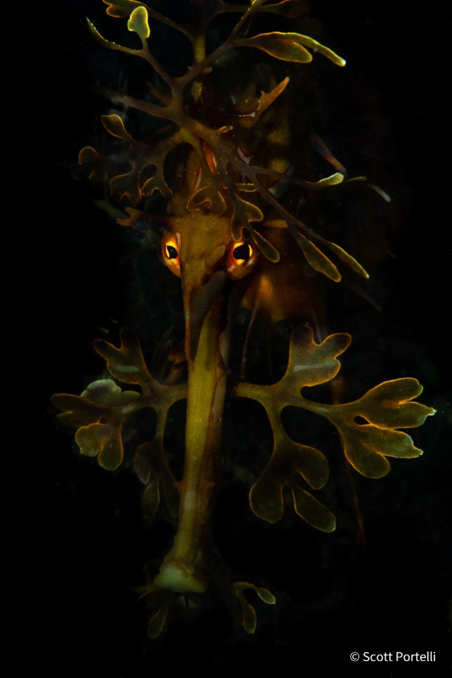 Overall Winner. Leafy Night. Leafy seadragon (Phycodurus eques), Second Valley, South Australia. Olympus OMD EM1 Mk II, 60mm macro, 1/250, f/22, ISO 100, Olympus strobes, underexposed to highlight details in the appendages