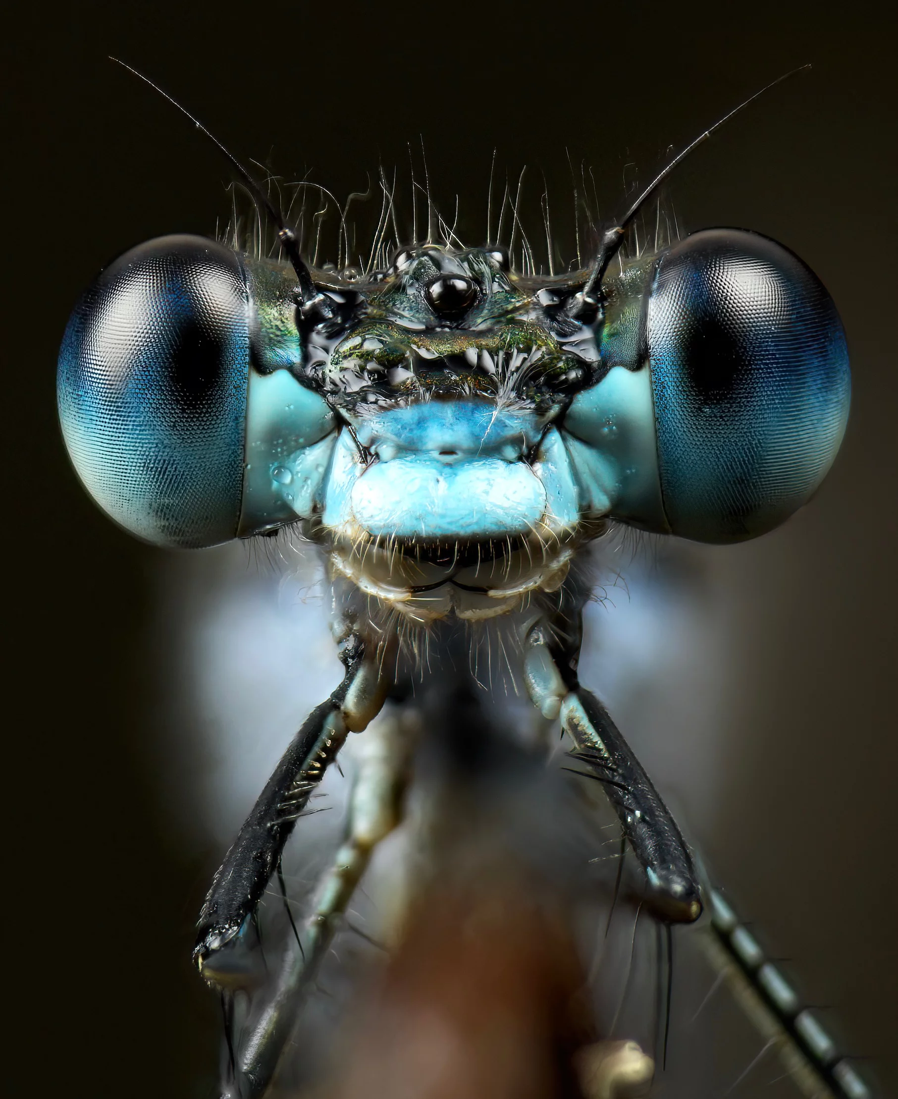 "Emerald" - emerald damselfly (Lestes sponsa) by Gustav Parenmark (age 17, Sweden)