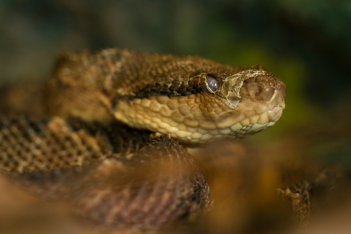 A new "super glue" uses enzymes from the venom of the lancehead snake to stop bleeding