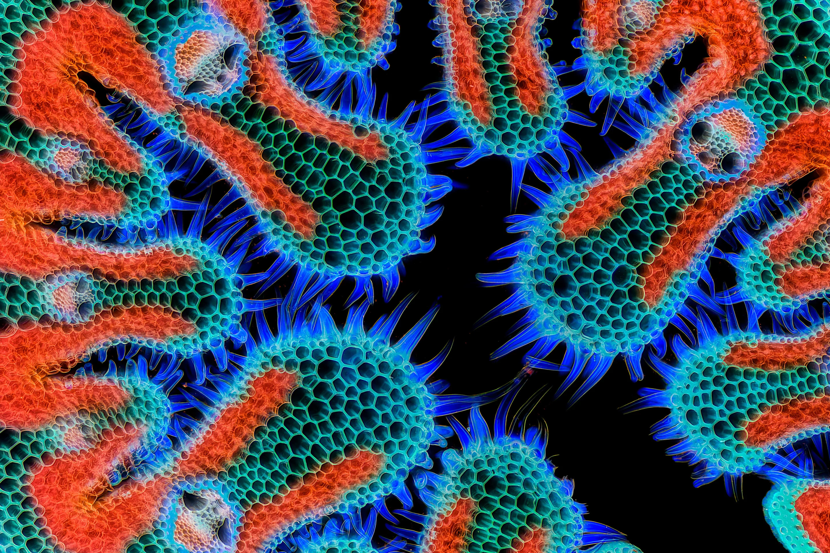 7th place: Cross section of European beach grass (Ammophila arenaria) leaf