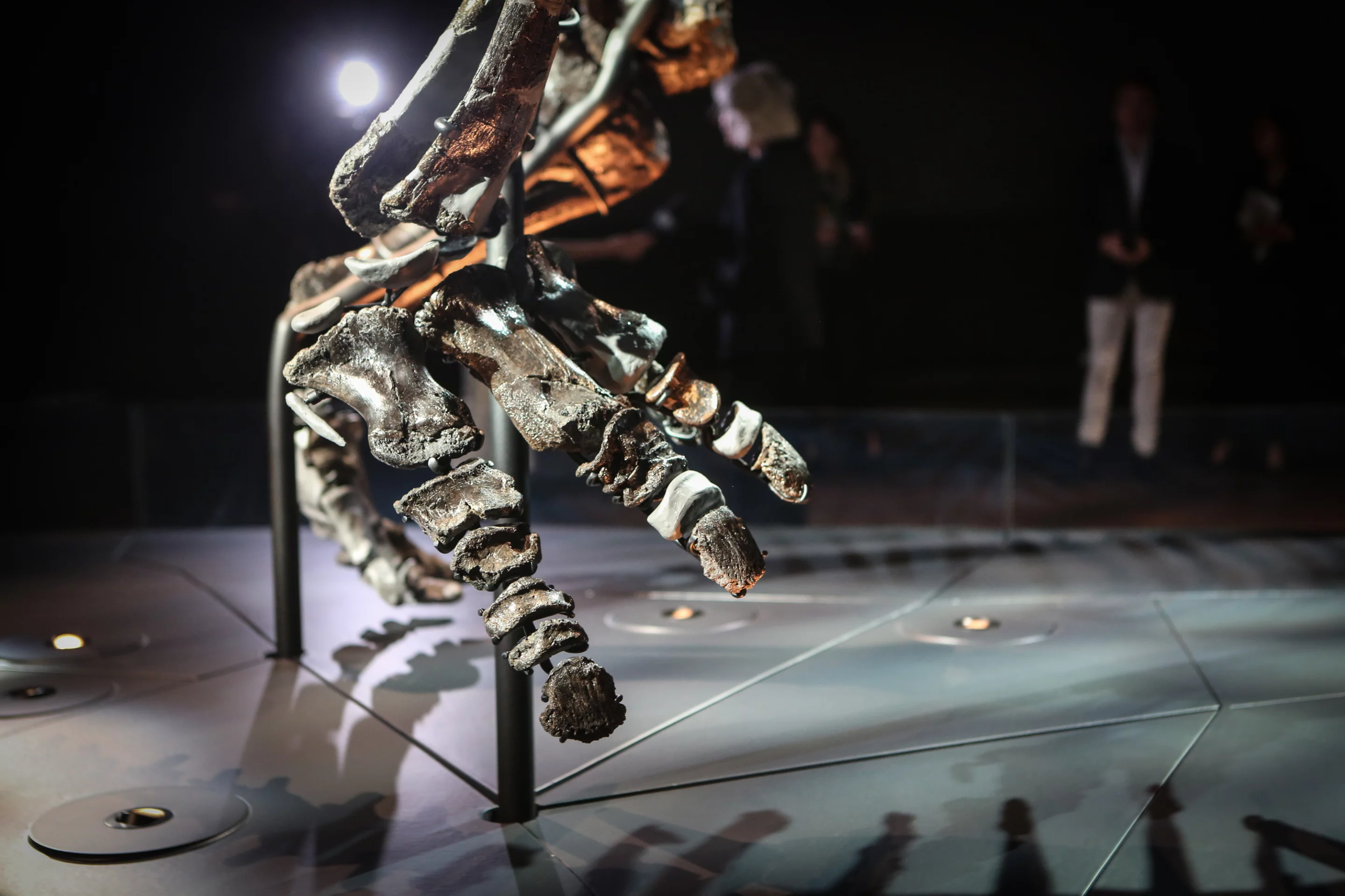 Horridus's few missing bones are filled in using models that aren't colored to match the original fossils – a design decision that highlights just how complete the skeleton is.