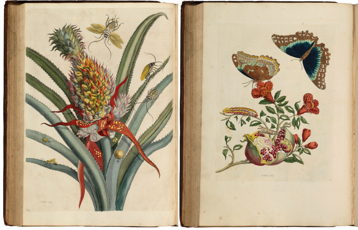 De Europische Insecten by Maria Sibilla Merian (1730) | Auction Description | Estimate: $31,650 to $44,310 | Auction Date: July 10, 2019