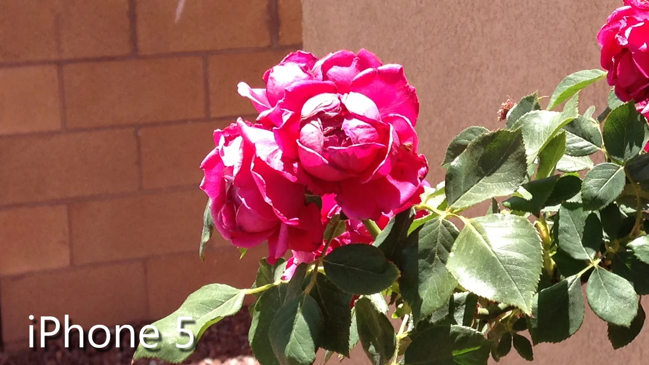 Crop of direct sunlight outdoor shot taken with the iPhone 5