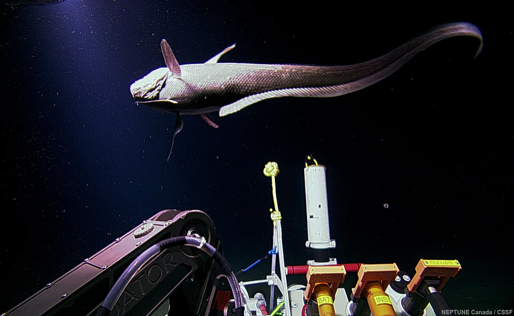 A ratfish inspects the installation of a seismometer
