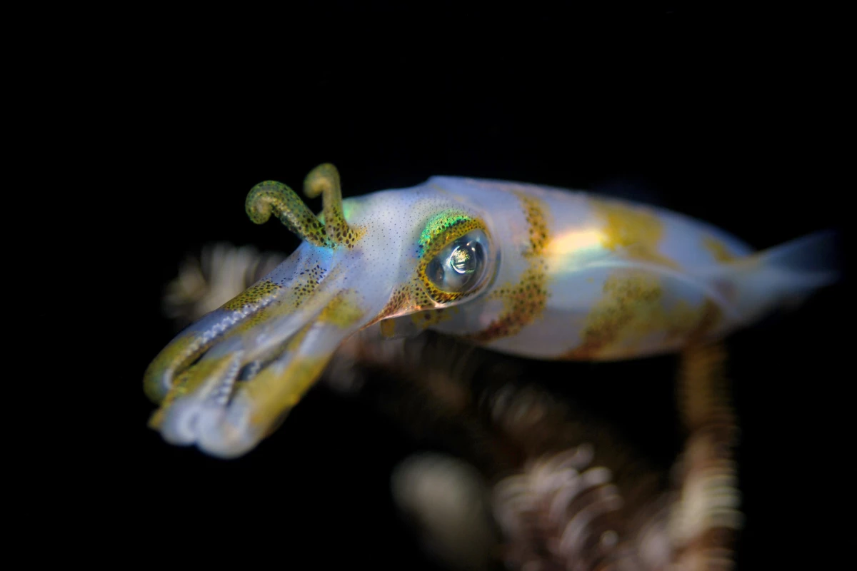Researchers are gaining insights into the diversity and complexity of cephalopods by examining the brain of the reef squid Sepioteuthis lessoniana using MRI