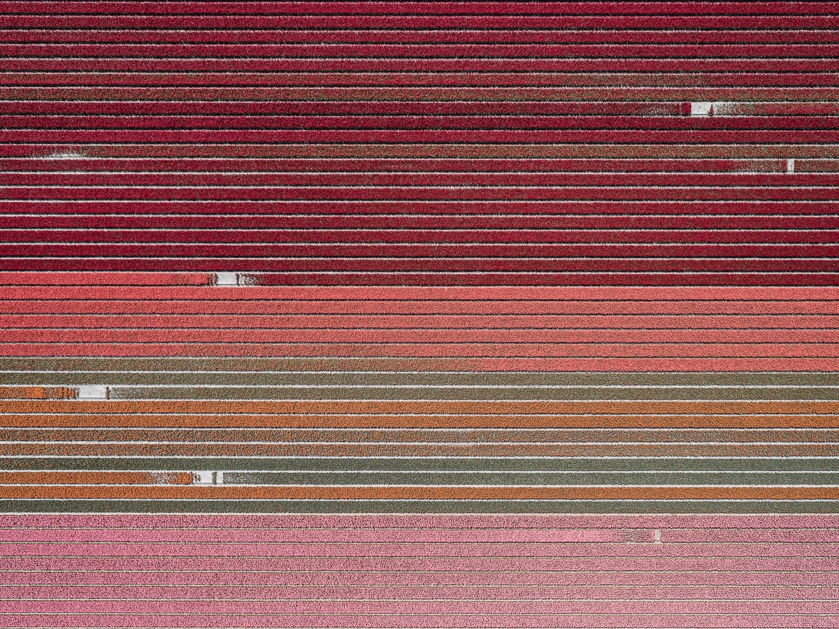 The Tulip Series is another aerial collection from Tom Hegen. This time the photographer chronicles the massive tulip farming sector in the Netherlands (Credit: Tom Hegen Behance (CC BY-NC-ND 4.0))