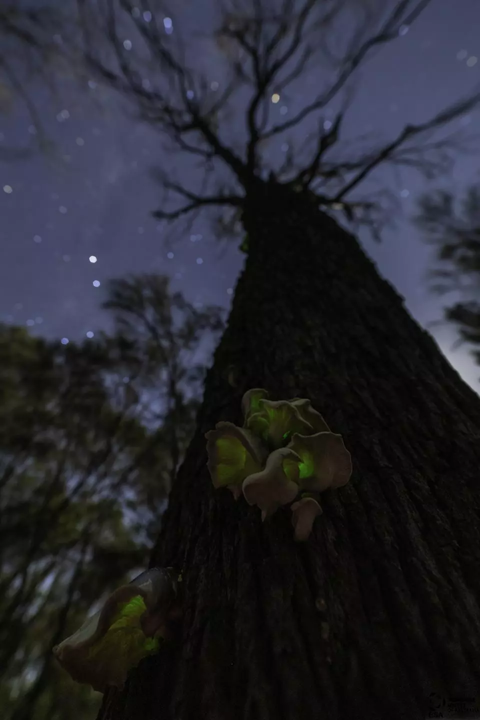 This photograph of a bioluminescent ghost mushroom won overall runner up