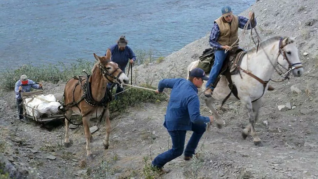 The fossils were found by a riverbed in Montana, and carried out by a mule-drawn cart