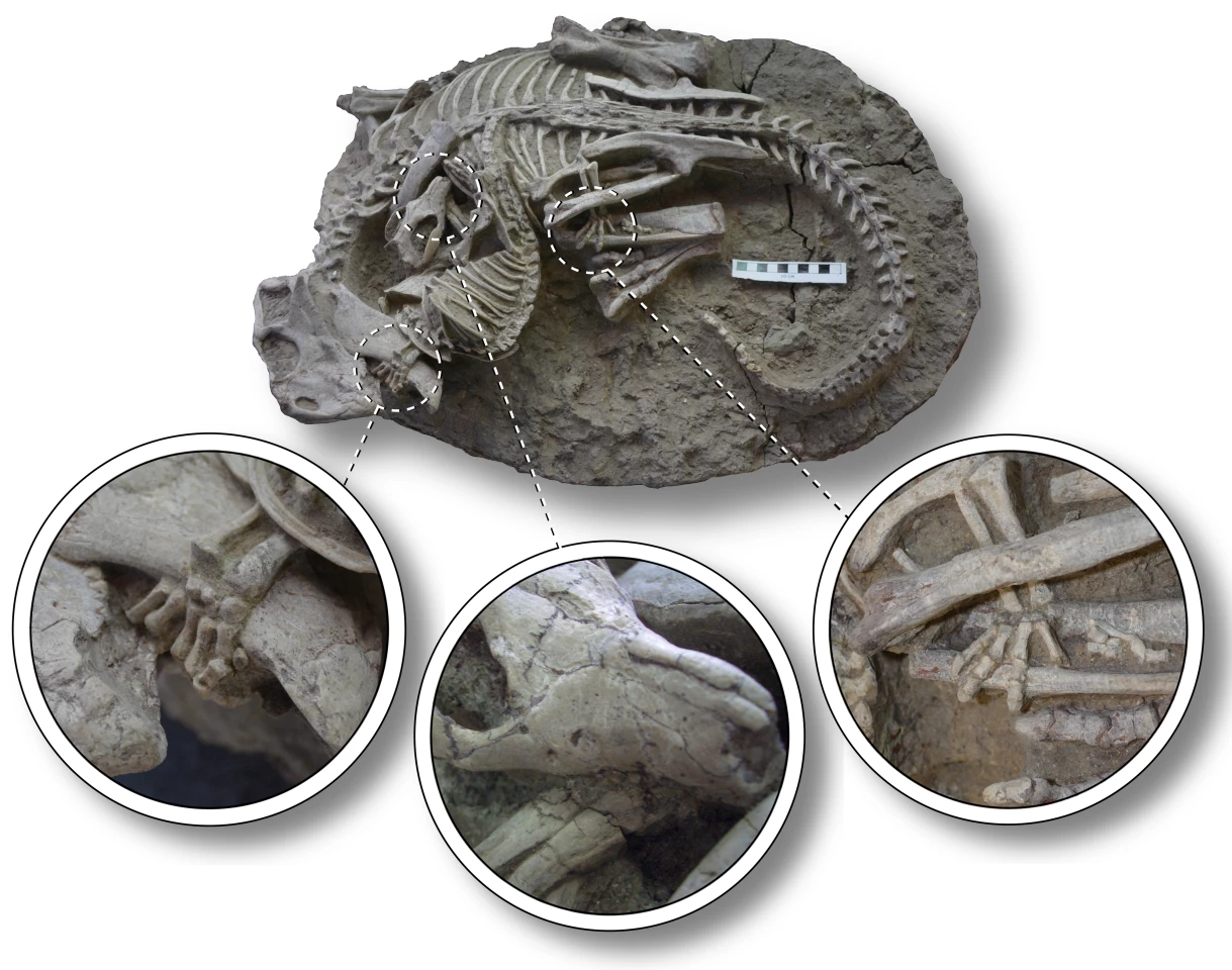 Close-up views of the areas of interaction, from left: the mammal's paw grasping the dinosaur's jaw; the mammal sinking its teeth between the dinosaur's ribs; and the mammal's hind leg trapped under the dinosaur's leg, with its paw gripping the shin of its opponent