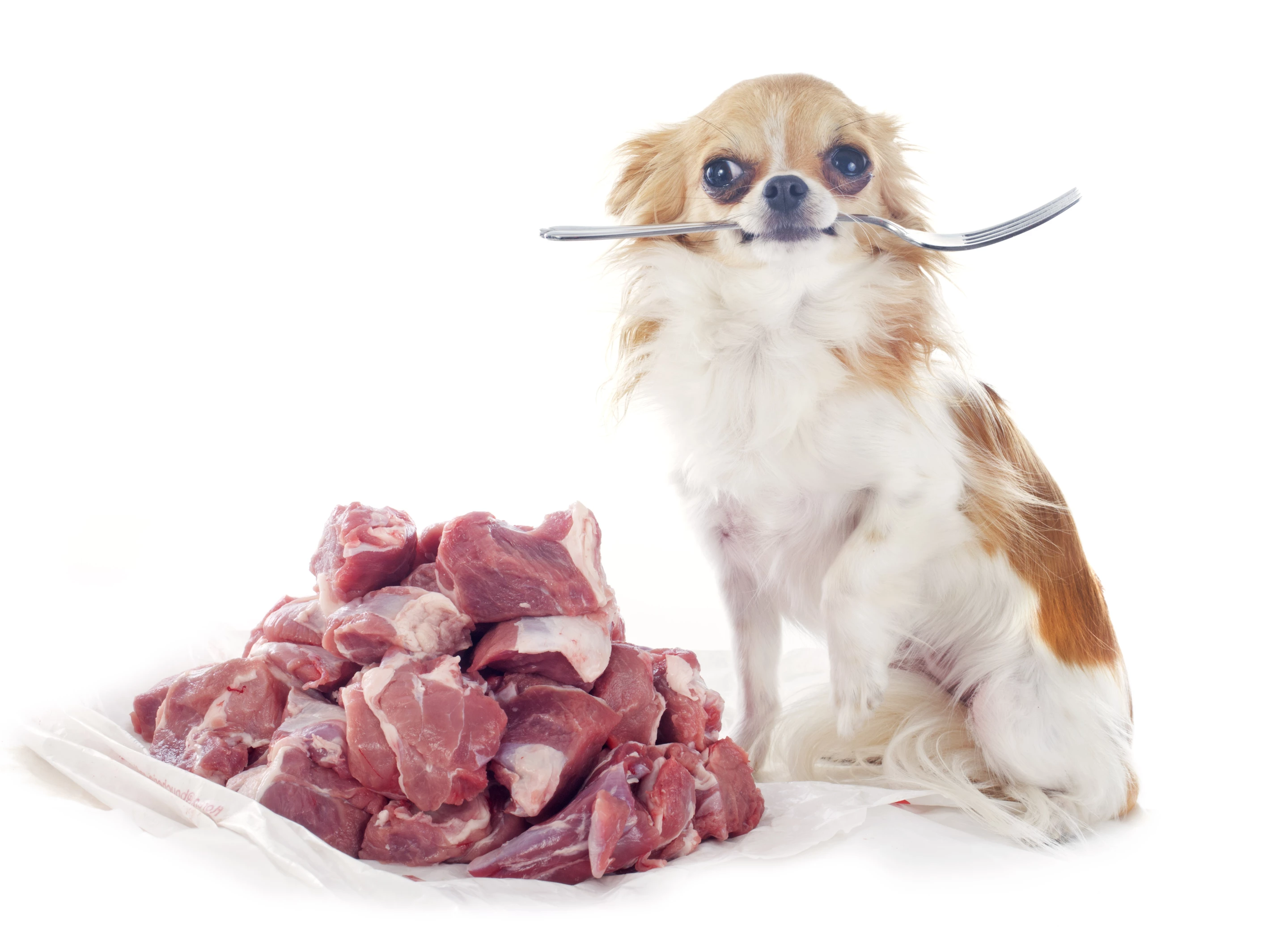 Two new studies suggest pet owners should practice good hygiene when cleaning up after their dogs if they are fed raw meat