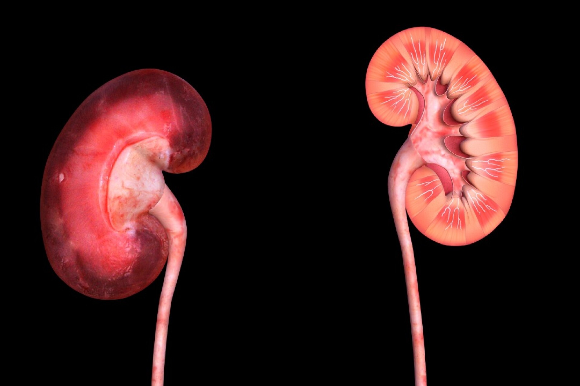 Почки фото. Почки человека. Почки 3d. Почки человека фото анатомия.