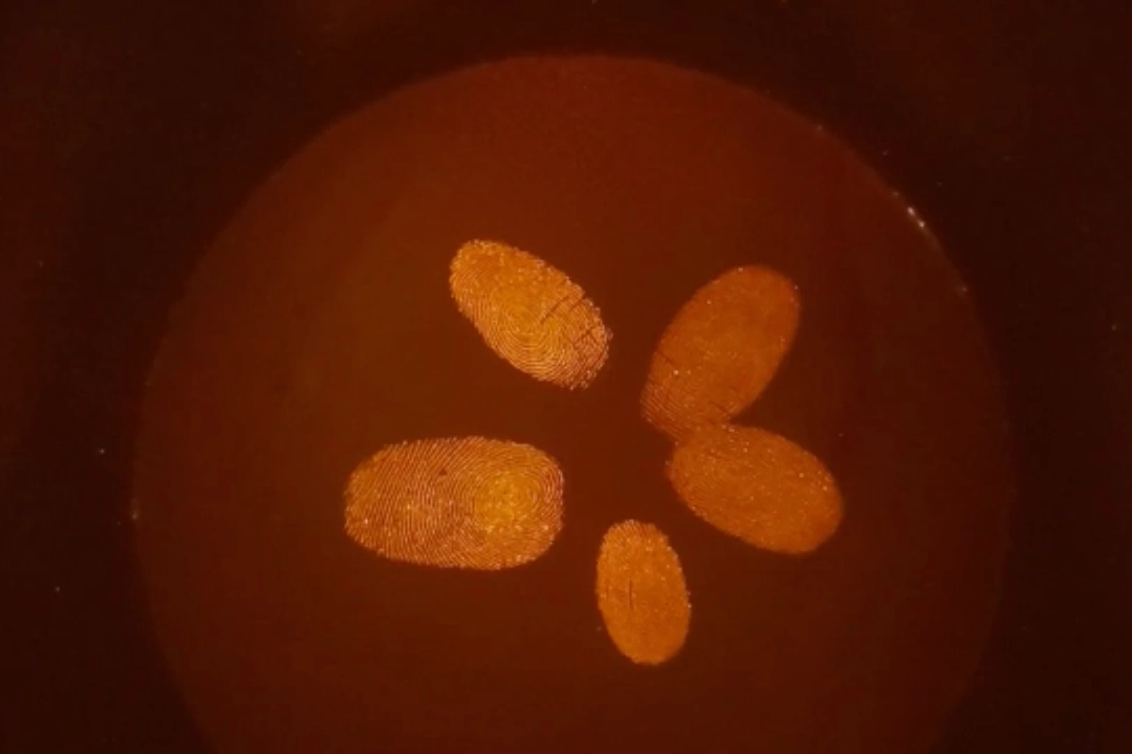 Fingerprints lifted via the spray, nicely arranged to look (kind of) like a jellyfish