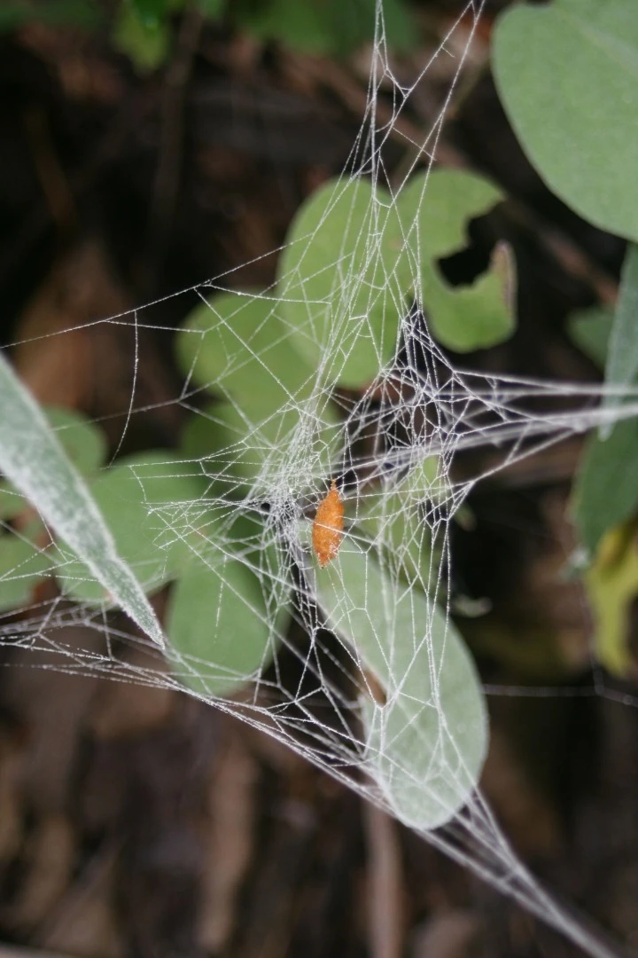 After the zombie spider has built a cocoon web, the larva can pupate into an adult in safety