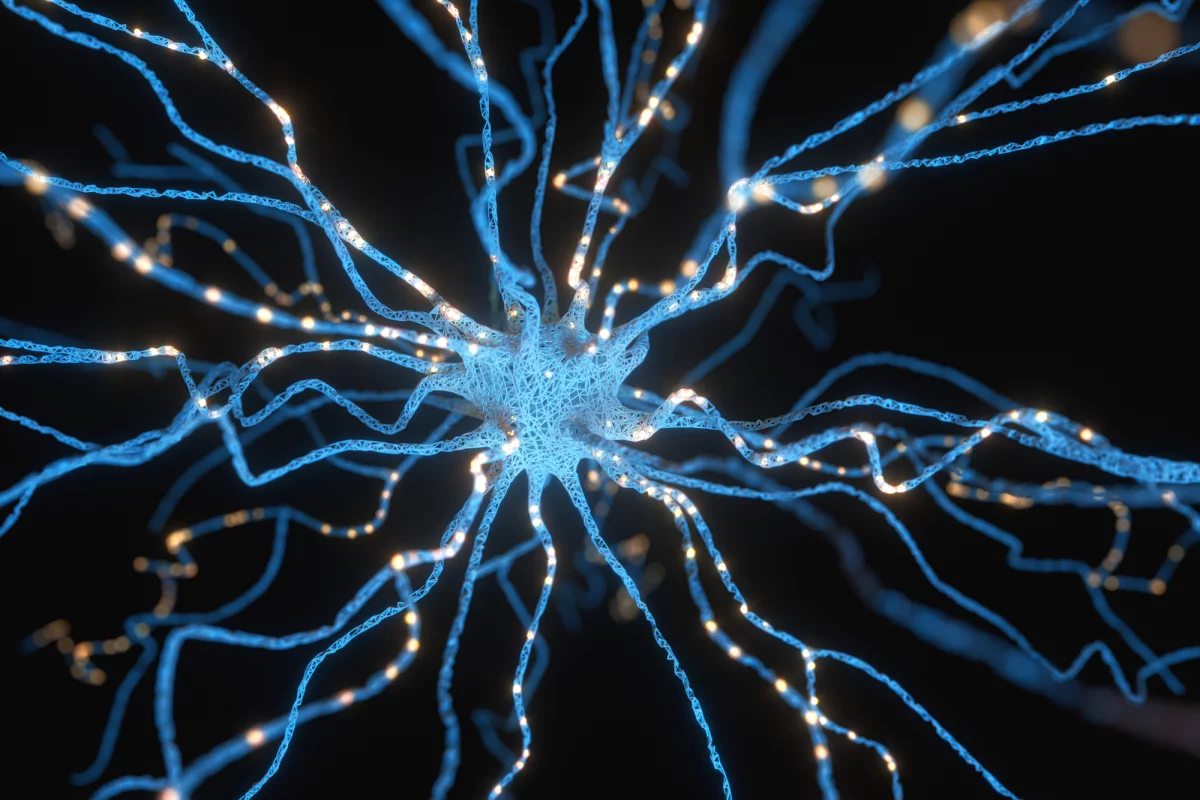 Mouse motor neurons (green) grown directly from skin cells were able to integrate with others in the animal's brain after transplantation