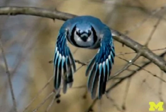 The University of Michigan is designing a new generation of flapping-wing micro-aircraftPhoto: Professor Wei Shyy
