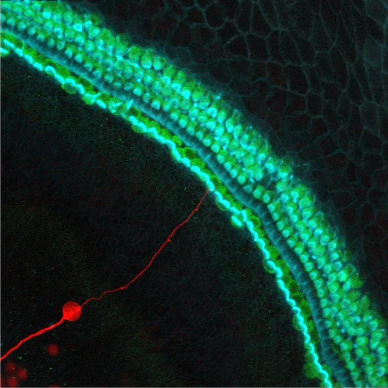 A stem cell-derived neuron grafted onto a mouse cochlea in the inner ear that lacked neurons – the new neuron is marked red, hair cells that convert sounds into neural signals are green and hair bundles are blue