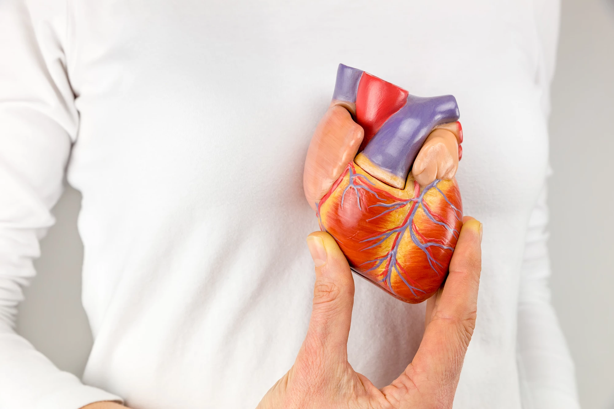 Researchers have developed a bionic "heart" (not pictured) using a real biological heart, which had its muscle tissue replaced with soft robotic material