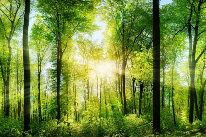 Satellite data has shown that the Earth has gotten 5 percent greener in recent years, but it's not all upside