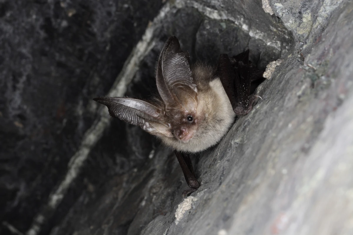"These new microphones will be incredibly valuable for studying auditory signals at high frequencies, such as the ones used by bats" (Credit: Shutterstock)