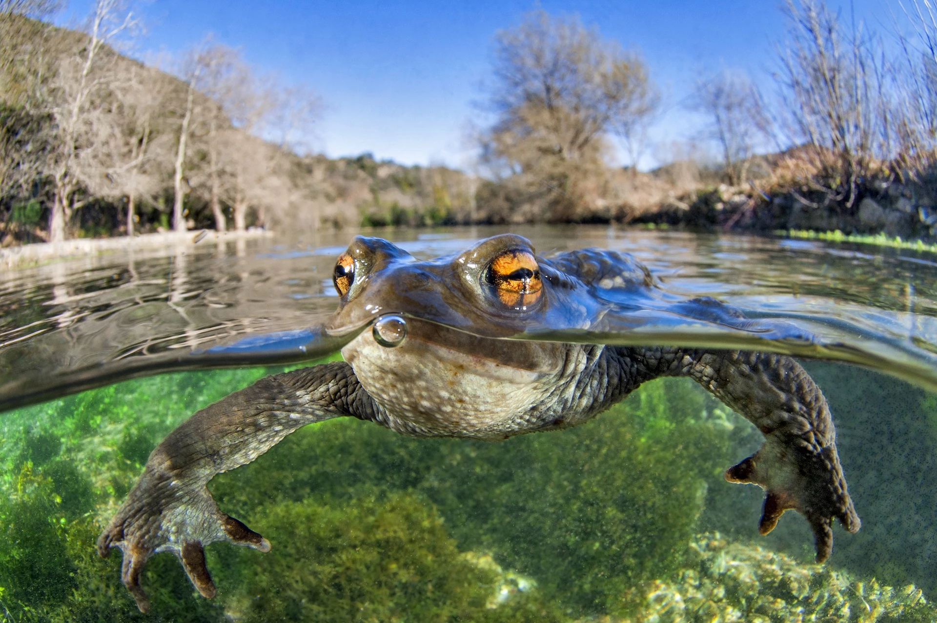 Bufo Bufo by Mathieu Foulquié was the third place winner in the Animals category of the 2020 Close-up Photographer of the Year. This common toad reportedly followed the photographer around for much of a two-hour dive.