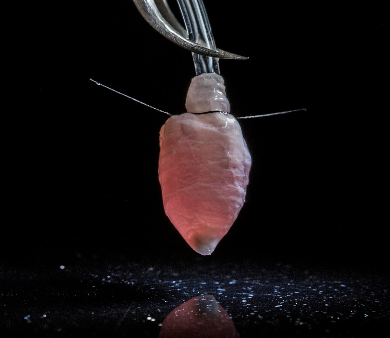 Harvard scientists have grown a beating human heart ventricle to help model disease and drug treatments