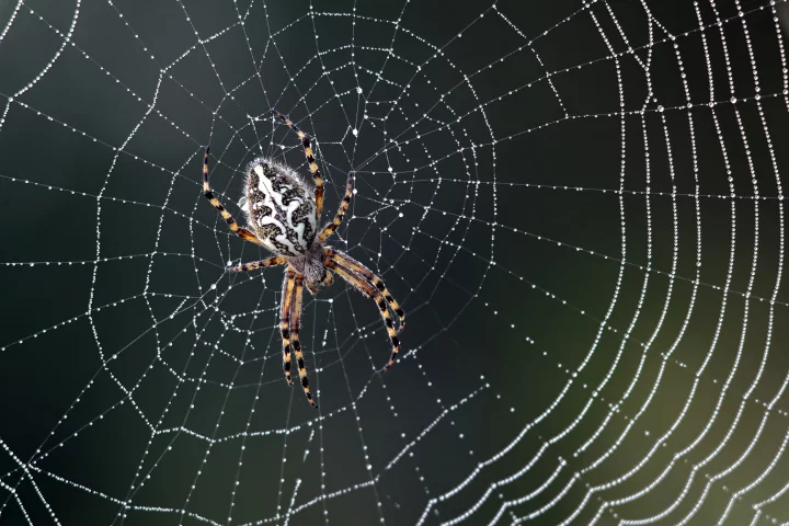 By twisting thousands of strands together, a Japanese researcher has managed to form working violin strings from spider silk (Photo: Shutterstock)