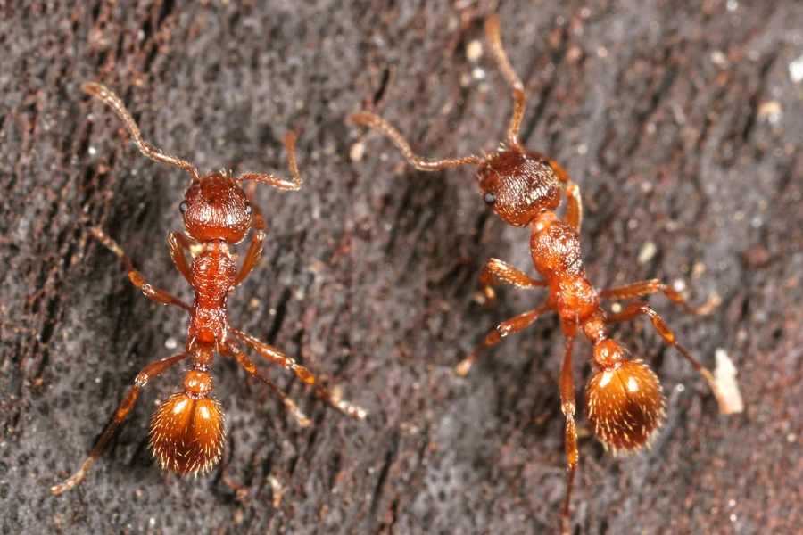 Some spiders eat some types of ants, but the European fire ant eats spiders