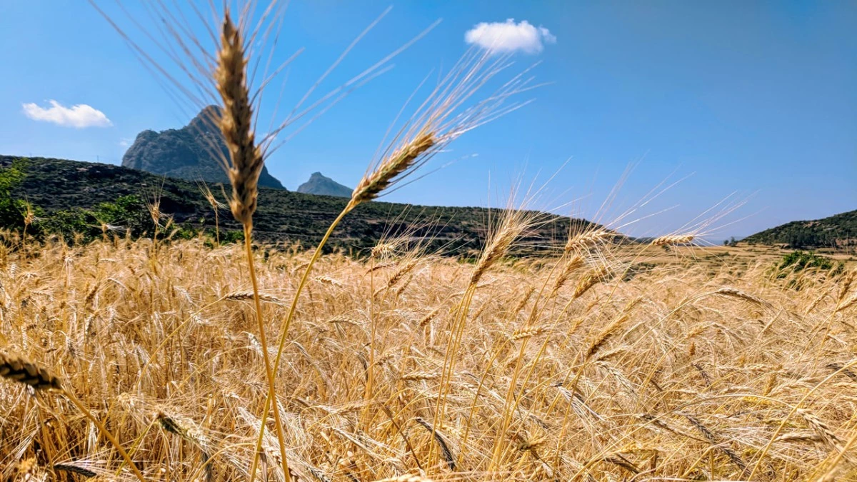 A crop of mixed wheat and barley, growing in Ethiopia