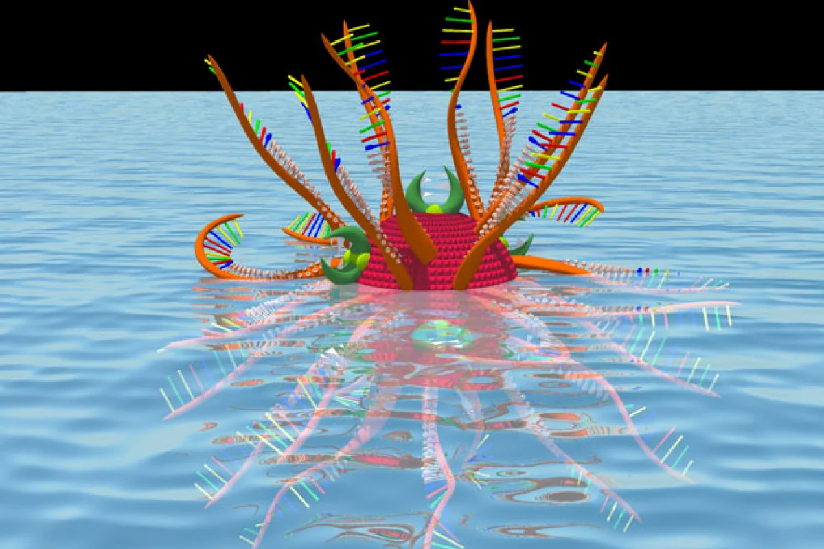 The nanoparticle developed by University of Florida researchers attacked the mechanism of hepatitis C virus replication (Image: University of Florida)