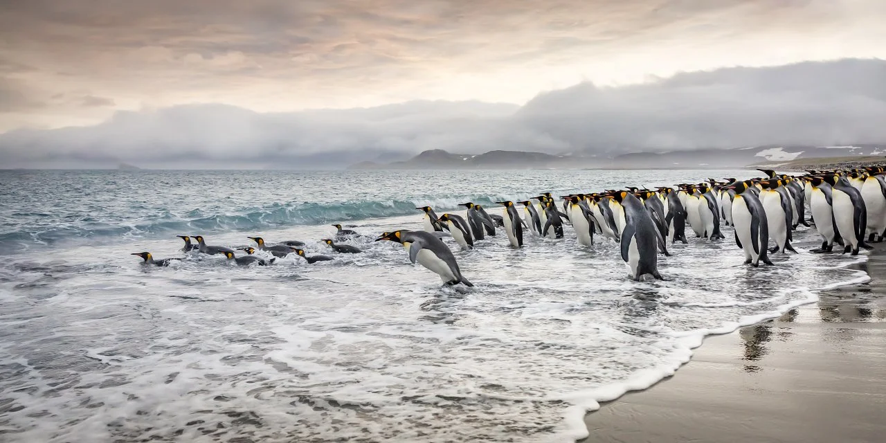 A judge's pick, Sunrise Swim, King penguins in the Falkland Islands
