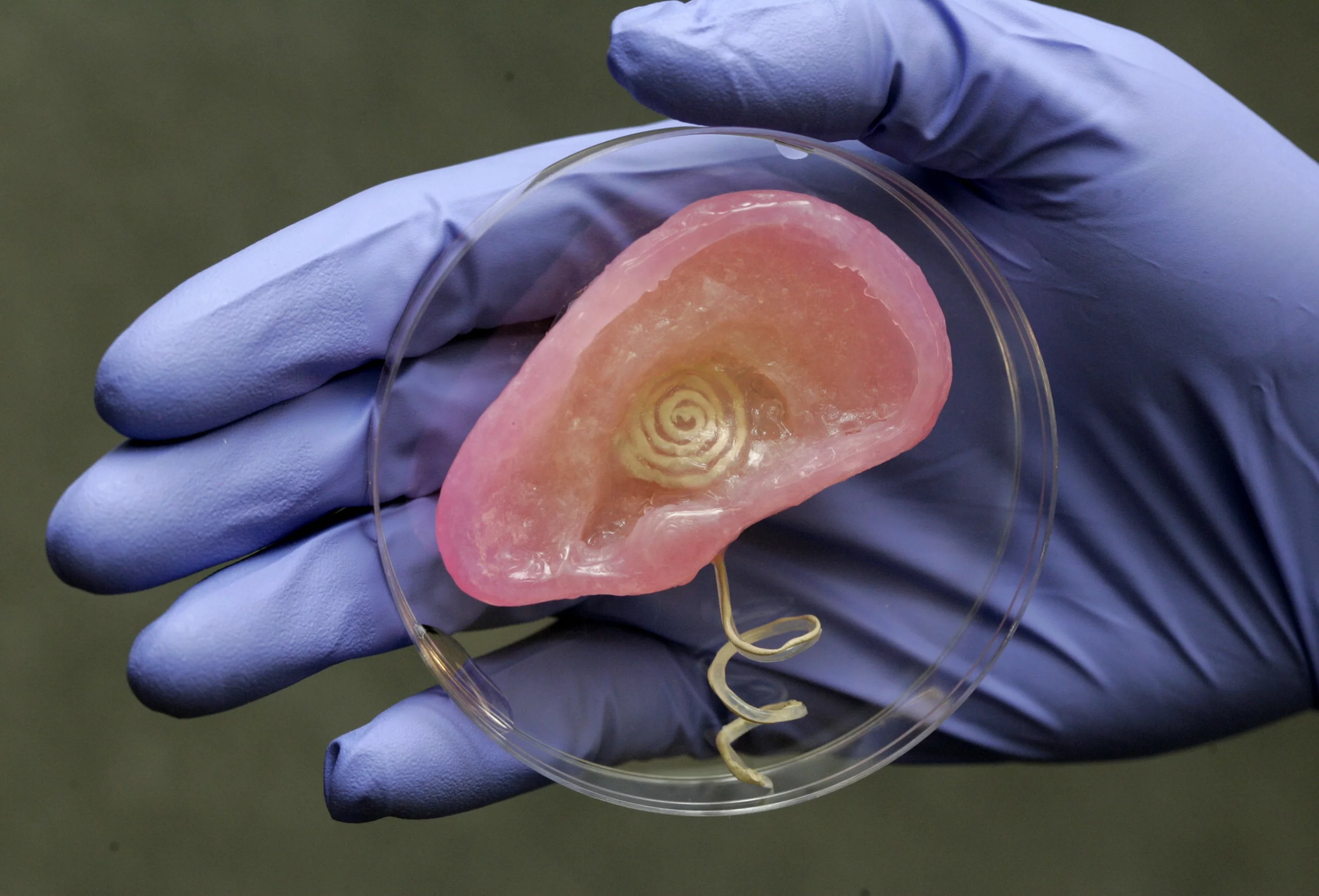 Researchers have successfully combined biology and electronics, in the form of this bionic ear