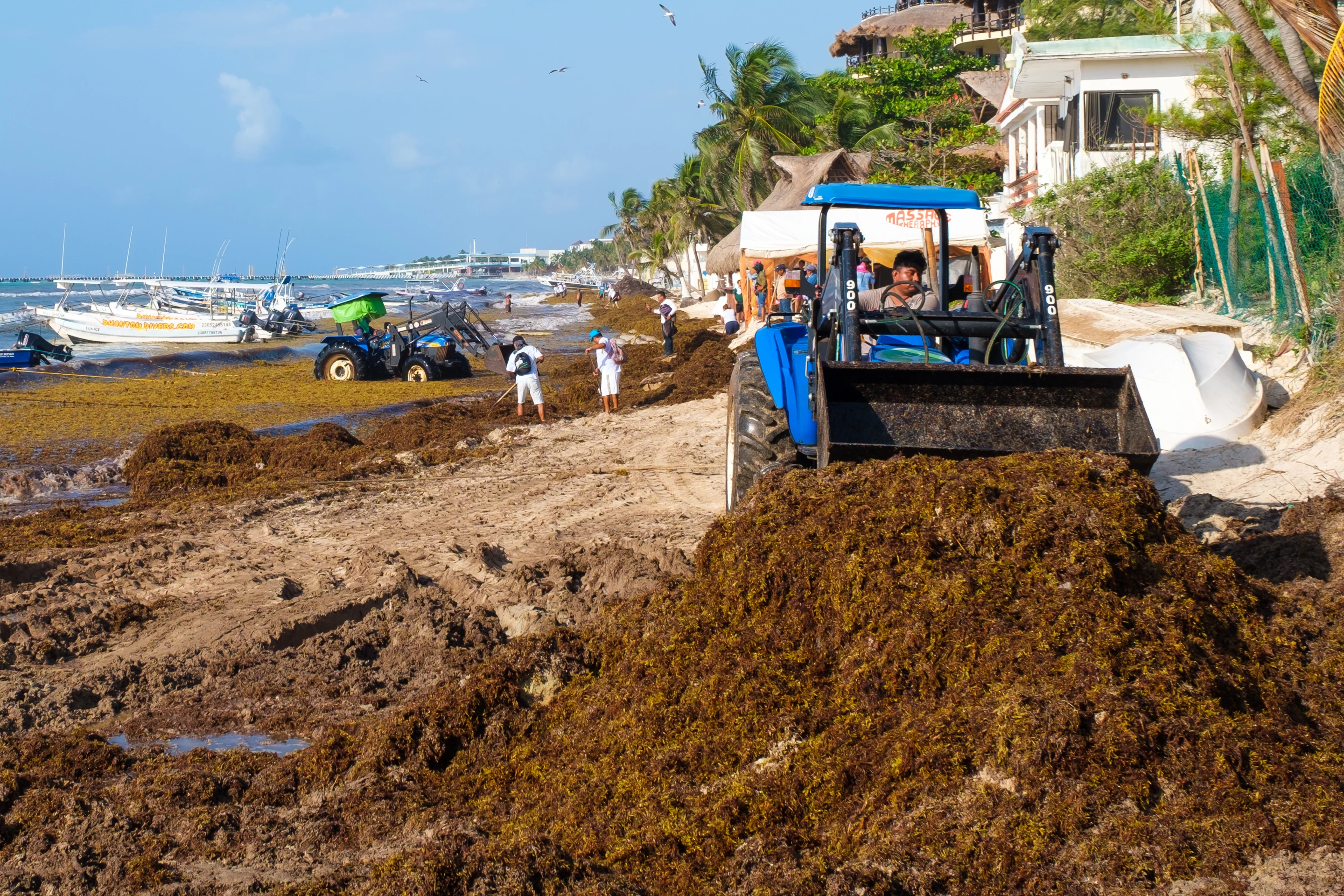 Workers remove Sargassum seaweed from the beach in Playa del Carmen, Mexico