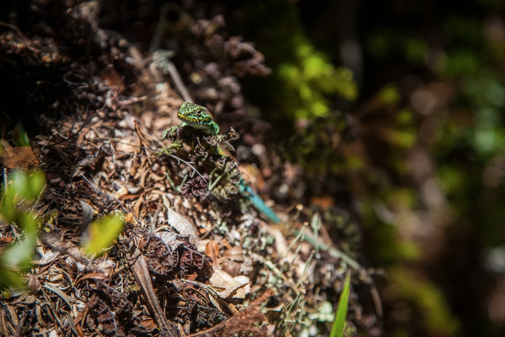 An unidentified lizard friend