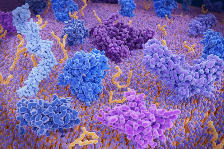 A naturally occurring metabolic byproduct has been shown to suppress the autoimmune response of T helper cells, offering a potential new treatment for autoimmune diseases