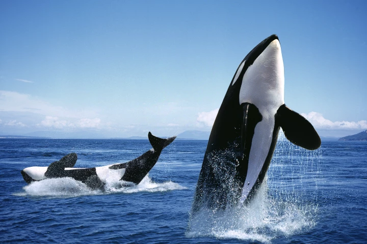 Killer whales have been spotted making and using grooming tools