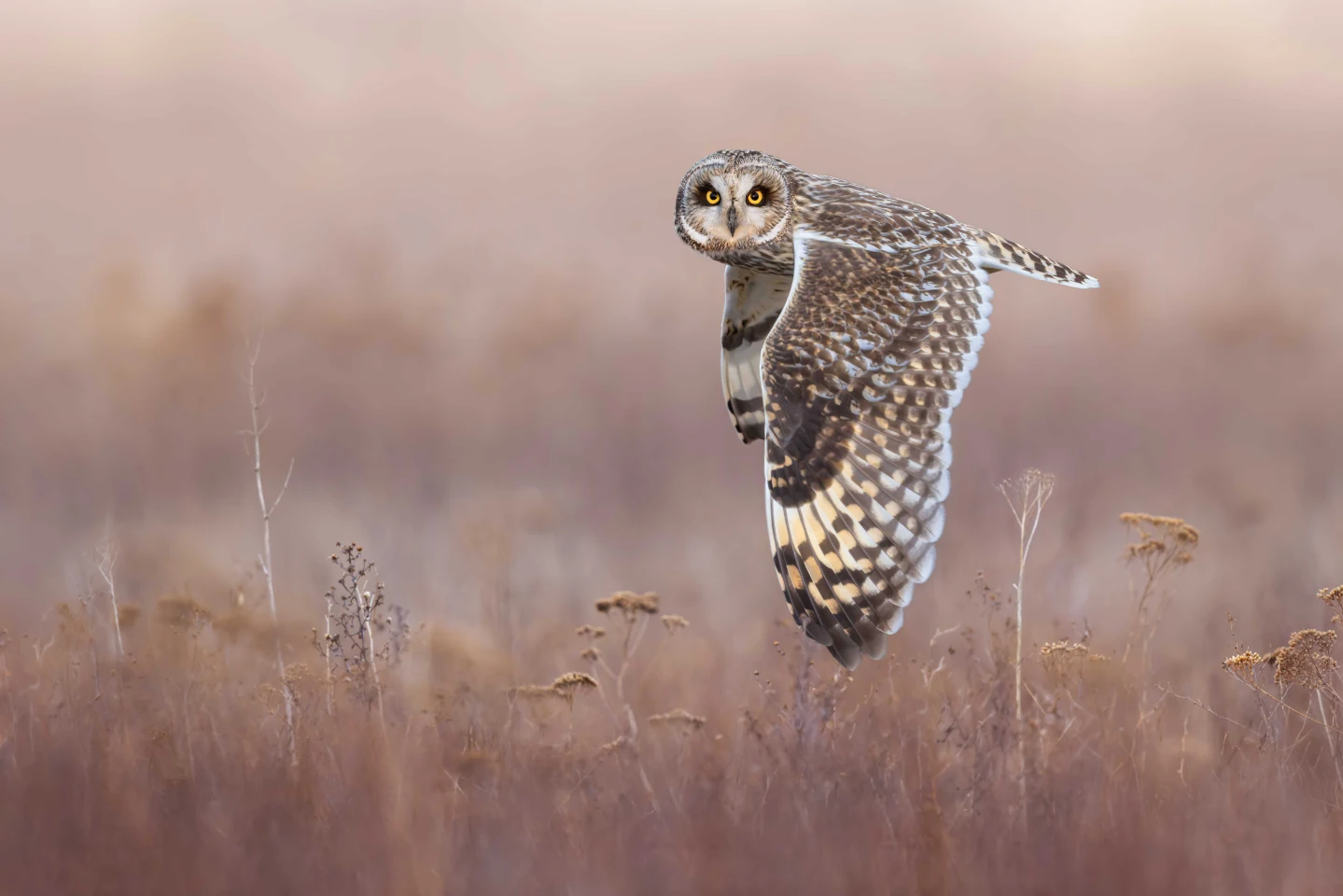 Birds in Flight Gold winner: