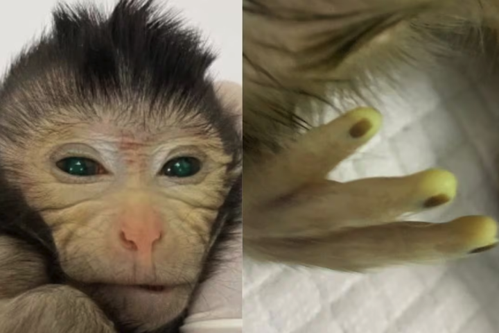 Images show the green fluorescence signals in different body parts of the three-day-old chimeric monkey