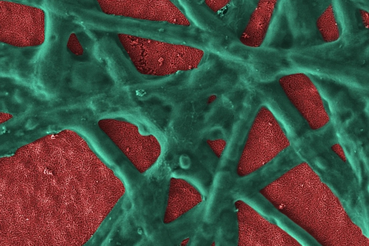 Hematite nanoparticle film (red) with functional phycocyanin network (green) attached