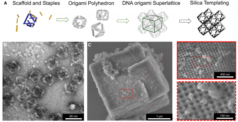 Scientists have created new strong, lightweight materials out of DNA coated in glass