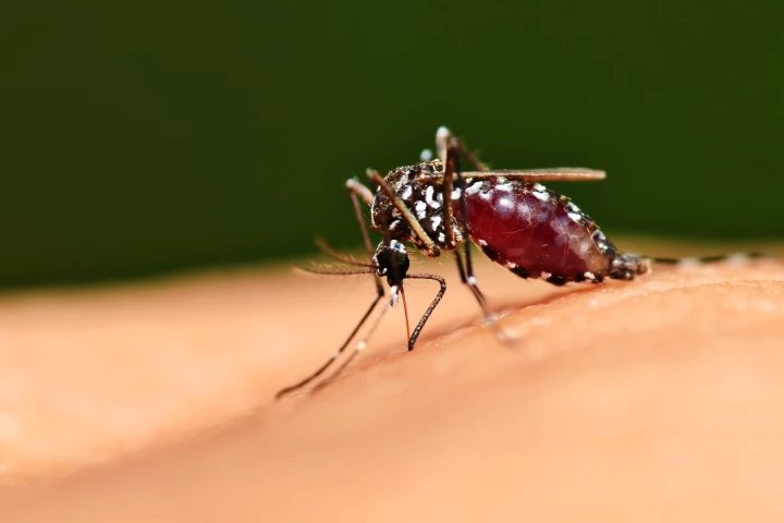 The gene-editing tool CRISPR/Cas9 has been used to engineer malaria-resistant mosquitoes