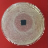 The proposed antimicrobial fabric does not allow bacteria such as E coli to grow in its vicinity