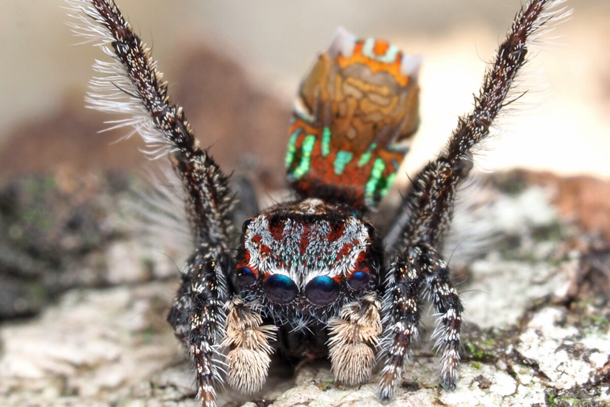 The lurid Maratus Noggerup, named for the town in Western Australia near which it was found