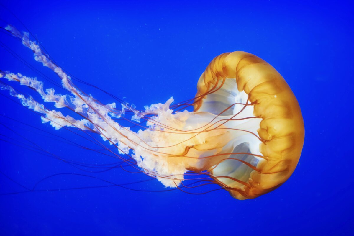 Electromagnetic buoy paralyzes jellyfish to prevent painful stinging