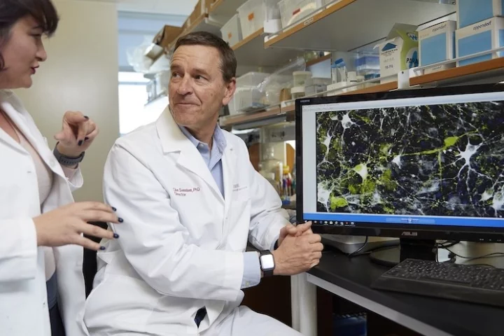 Researchers Clive Svendsen and Nur Yucer in the lab